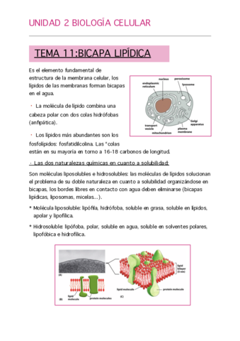UD-2-BIOCEL-TERMINADA.pdf