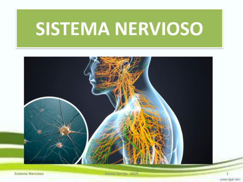 SISTEMANERVIOSO.pdf