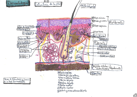 Tema-01Estructura-y-funciones-de-la-pielEsquema.pdf