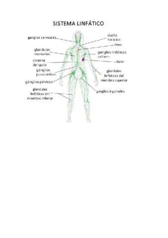 Anatomia-sistema-linfatico.pdf