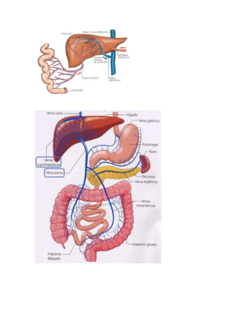 Vena-porta.pdf