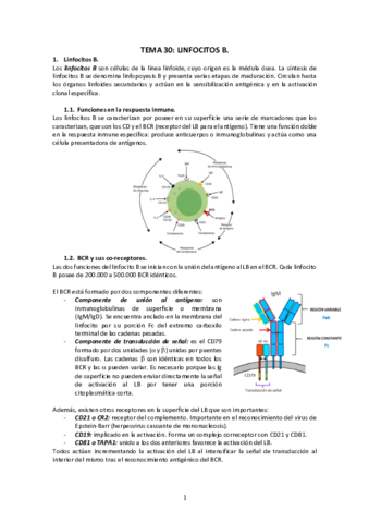 Tema-30-Linfocitos-B.pdf