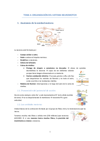 TEMA-4-ORGANIZACION-SISTEMA-NEUROMOTOR.pdf