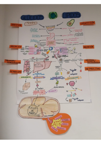 ESQUEMA-METABOLISMO.pdf