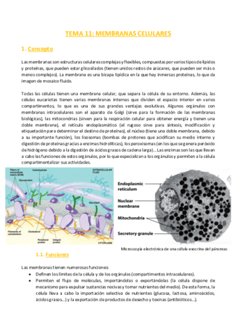 TEMA-11-Bioquimica.pdf