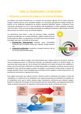 TEMA-14-Bioquimica.pdf