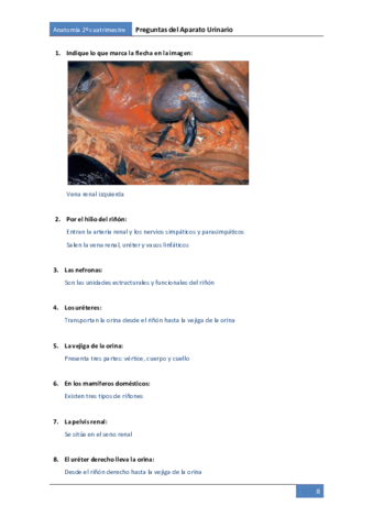 Preguntes-urinari.pdf