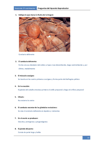 Preguntes-reproductor.pdf