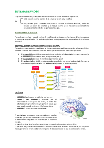 3-SISTEMA NERVIOSO.pdf