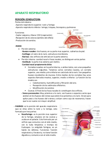 4-APARATO RESPIRATORIO.pdf
