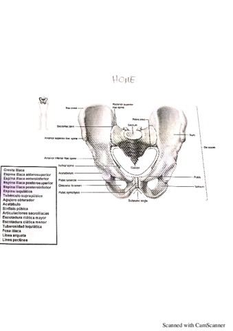 Anatomia-Miembro-Inferior.pdf
