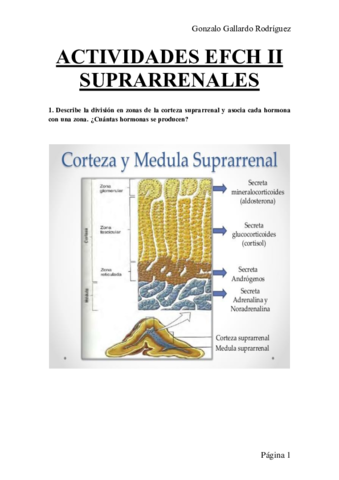 ACTIVIDADES-EFCH-II-SUPRARRENALES.pdf