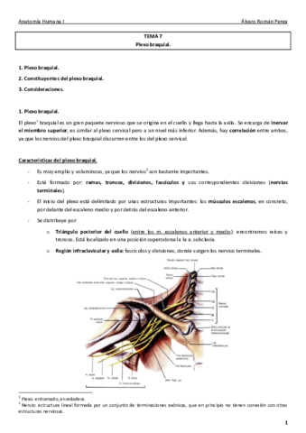 Anatomía. Tema 7..pdf
