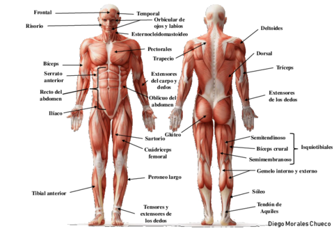 MUSCULATURA-CON-NOMBRES.pdf