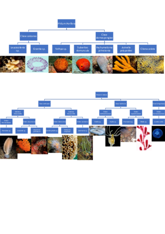 Practicas-zoologia-convertido.pdf