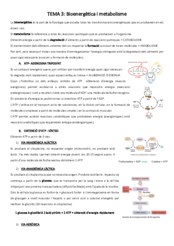 t-3-metabolisme.pdf