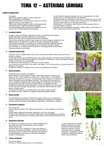 TEMA 12 - BOT. MEDICINAL.pdf