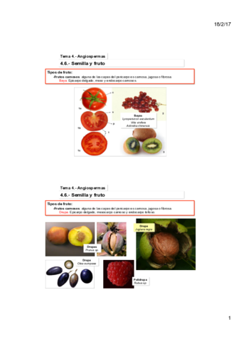 Tema-4D-Angiospermas.pdf