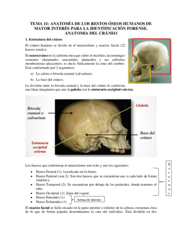 Tema-11.pdf