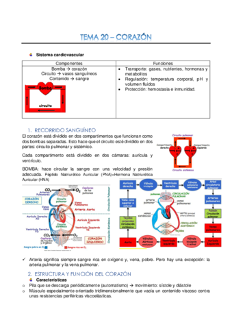 Tema-20-Corazon-converted.pdf