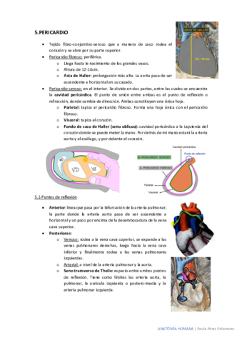 pericardio-timo-esofago.pdf