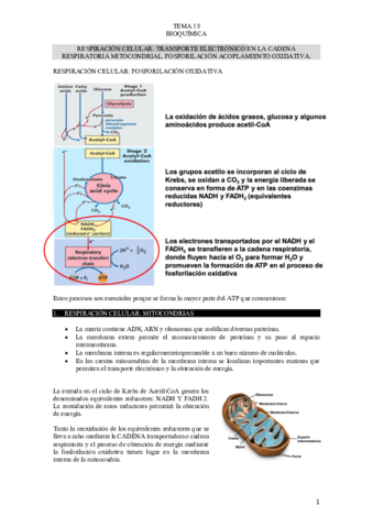 TEMA-18-BIOQUIMICA.pdf