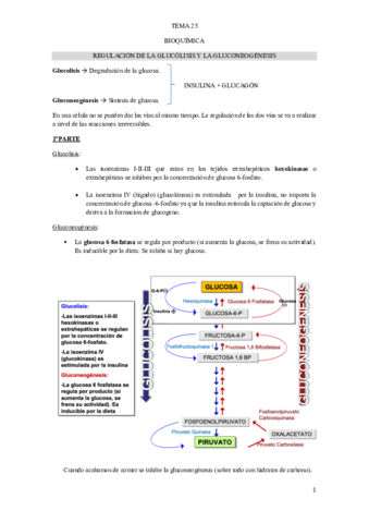 TEMA-25-BIOQUIMICA.pdf