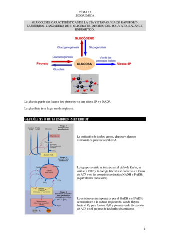 TEMA-23-BIOQUIMICA.pdf
