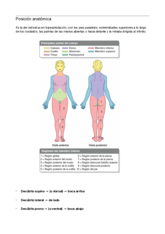 Posición anatómica.pdf