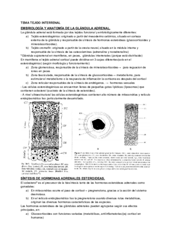 TEMA-TEJIDO-INTERRENAL.pdf
