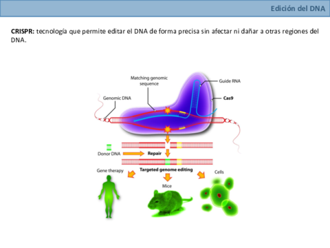 CRISPR.pdf