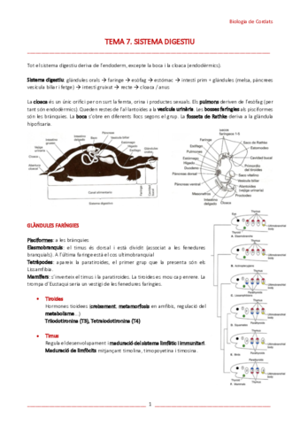 T7-Sistema-digestiu.pdf