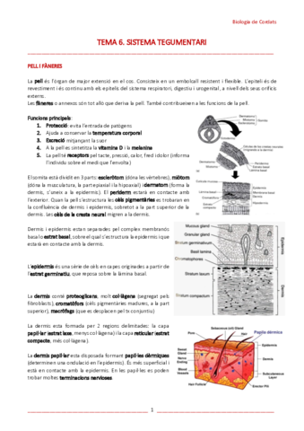 T6-Sistema-tegumentari.pdf