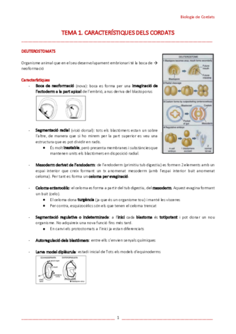 T1-Caracteristiques-dels-cordats.pdf