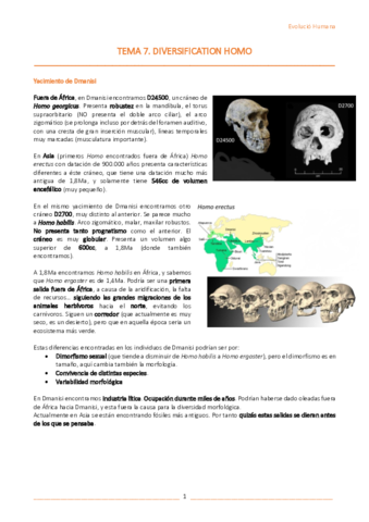 T7-Diversification-Homo.pdf