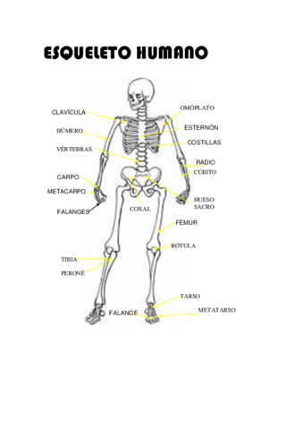 Anatomia-basica.pdf