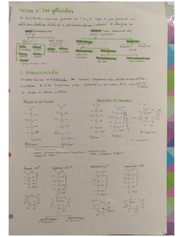 Tema-2-Los-glucidos.pdf