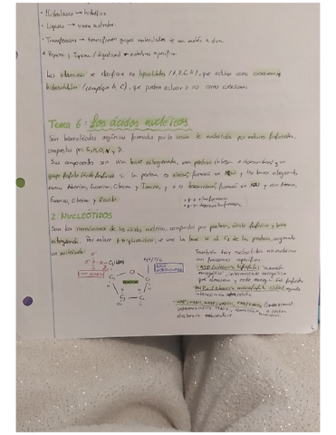 Tema-6-Los-acidos-nucleicos.pdf