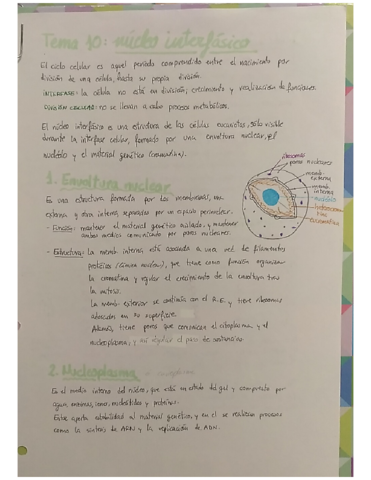 Tema-10-El-nucleo-interfasico.pdf