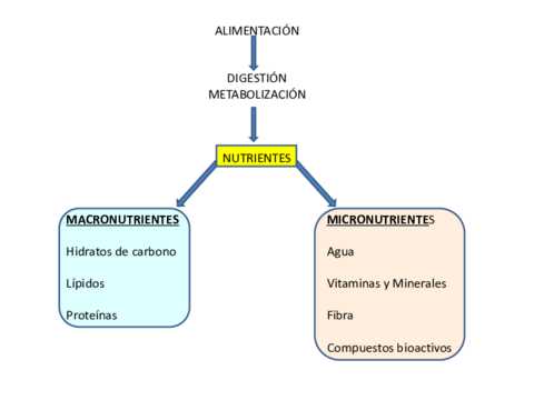 NUTRIENTES-5D-Fibra-dietetica.pdf