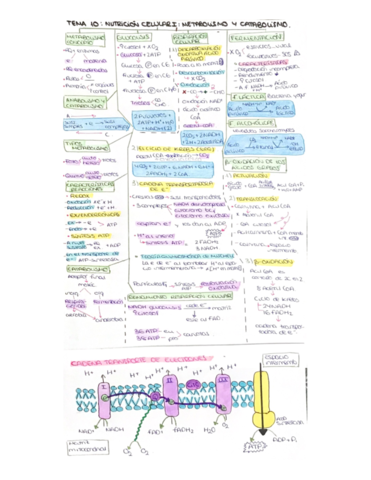 Metabolismo-y-catabolismo.pdf