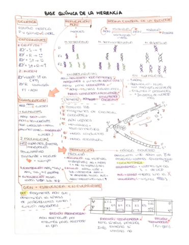 Base-quimica-de-la-herencia.pdf