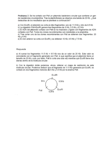 Problemas-de-enzimas-de-restriccion.pdf