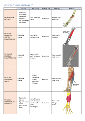 TABLA-DE-MUSCULOS-DEL-ANTEBRAZO.pdf