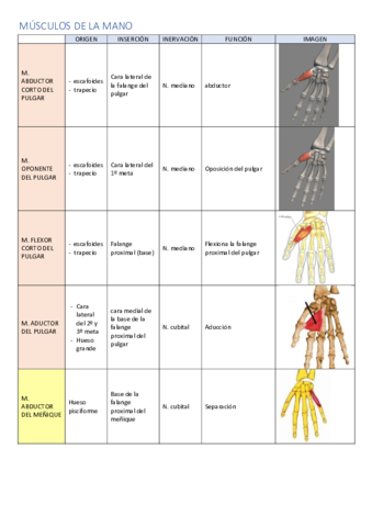 MUSCULOS-DE-LA-MANO.pdf