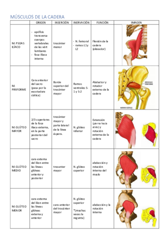 TABLA-MUSCULOS-DEL-MIEMBRO-INFERIOR.pdf