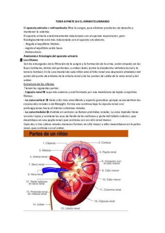 EL-aparato-urinario.pdf