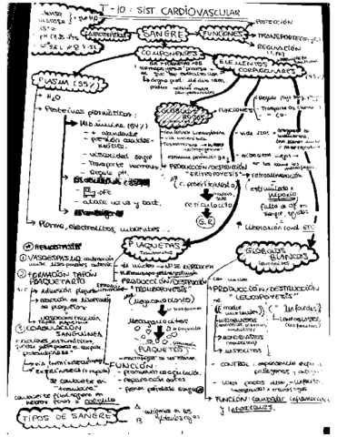 T-10-SISTEMA-CARDIOVASCULAR-.pdf