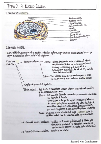 Miniatura del documento BiologiaCelular-T34.pdf
