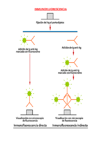 Inmunofluorescencia-Otro-esquema.pdf